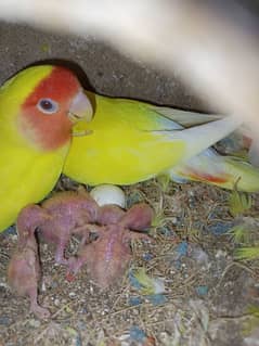 lotini Love bird  full active pair hai