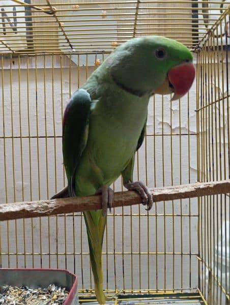 male raw parrot 2