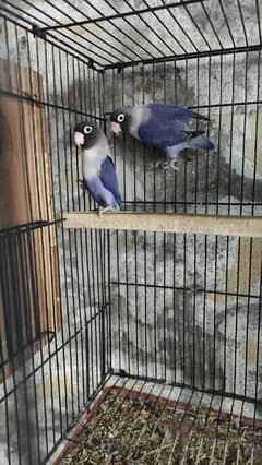 Love Birrds Breeder pair Urgent sale