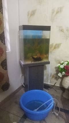 Aquarium Services and Cleaning