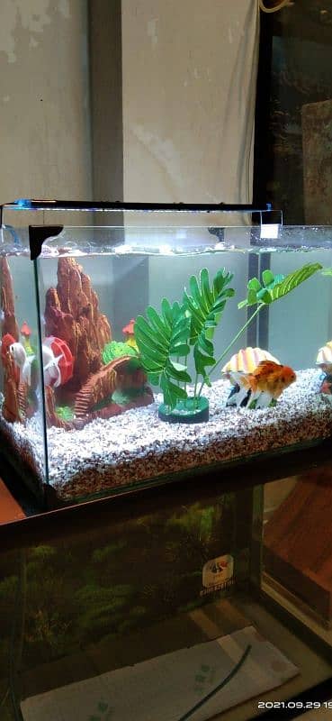 Aquarium Services and Cleaning 2