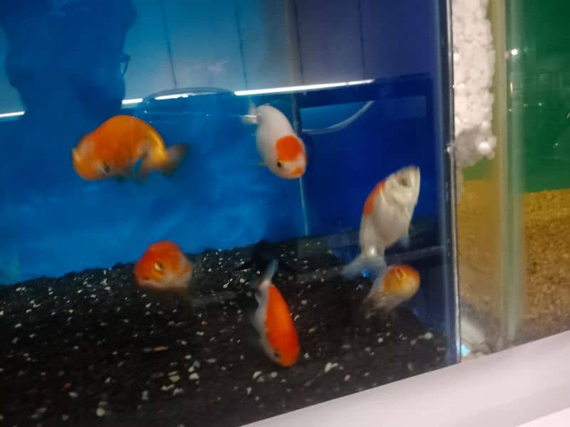 Aquarium Services and Cleaning 6