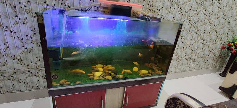 Aquarium Services and Cleaning 9