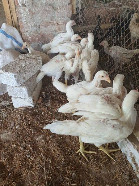 white Aseel Chicks 2