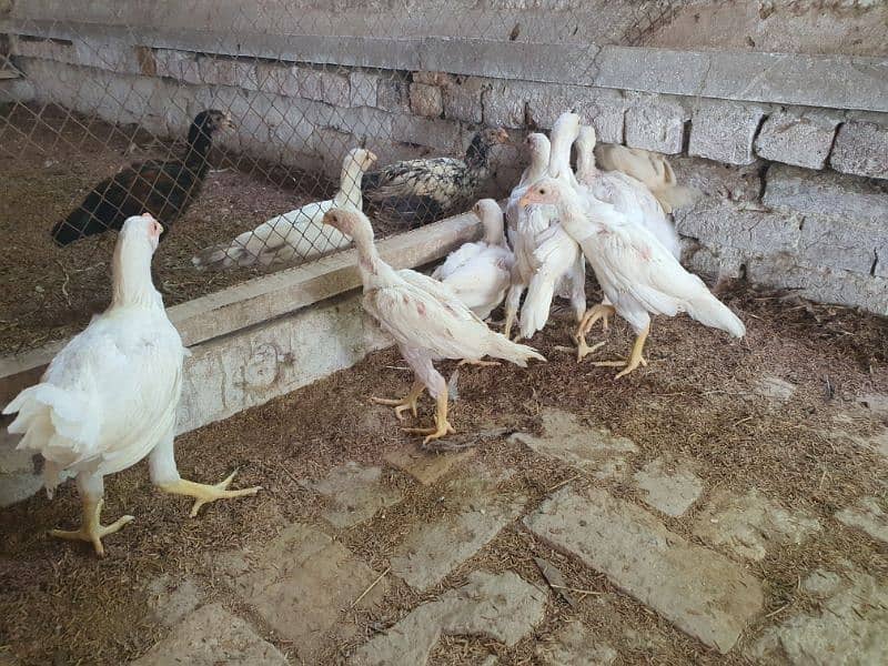 white Aseel Chicks 3