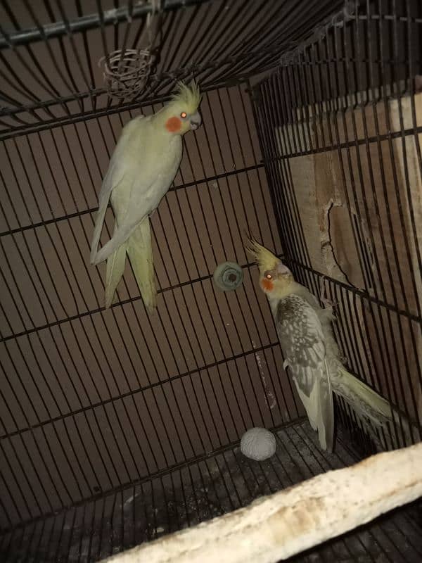 cocktail parrot for sale 2