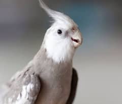 White face cocktail breeder pair, budgie