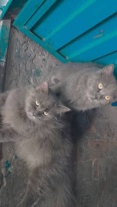 Persian Kittens |Smokey Grey | Triple Coated |Punch face|