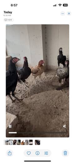 Aseel hens and pathiyan For sale 0