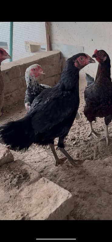 Aseel hens and pathiyan For sale 1