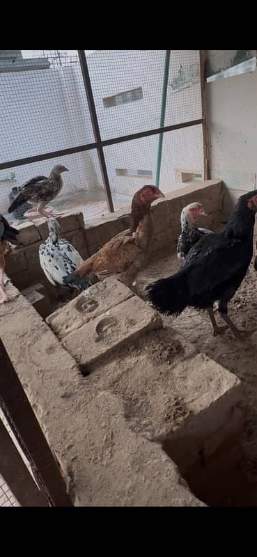 Aseel hens and pathiyan For sale 2