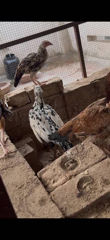 Aseel hens and pathiyan For sale 3