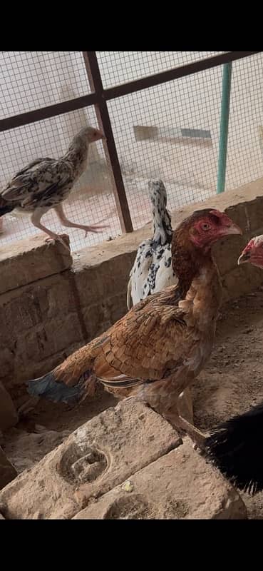 Aseel hens and pathiyan For sale 4