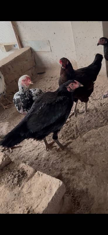 Aseel hens and pathiyan For sale 6