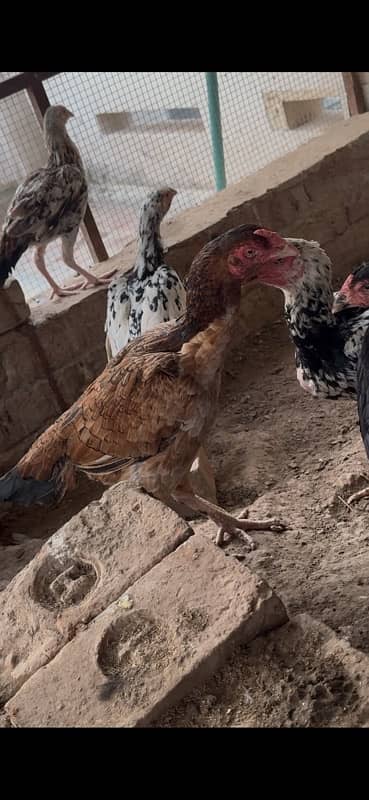 Aseel hens and pathiyan For sale 7