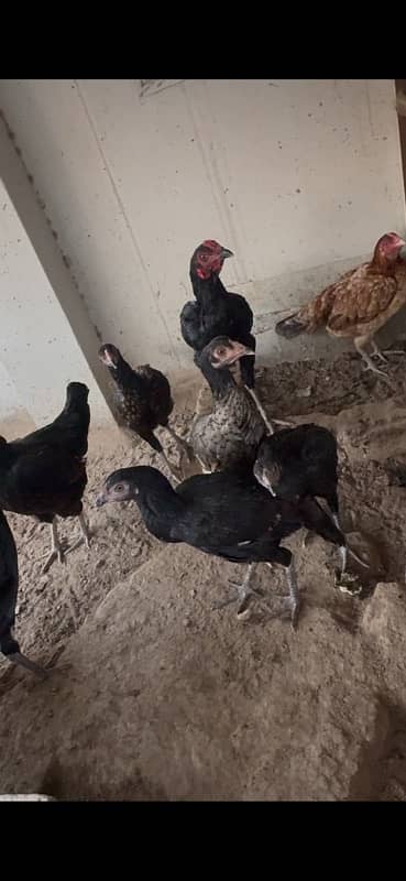 Aseel hens and pathiyan For sale 8