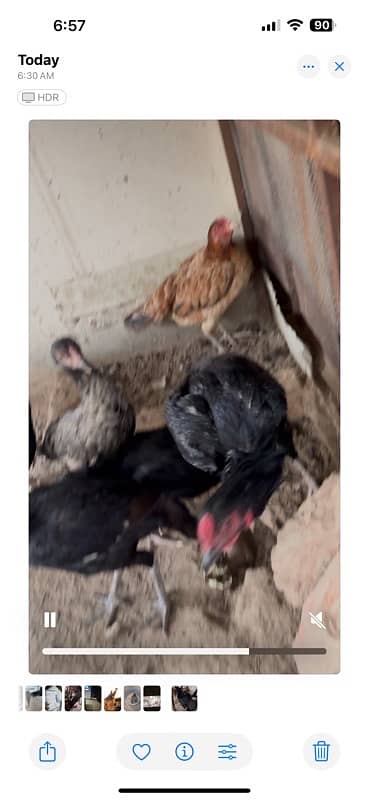 Aseel hens and pathiyan For sale 9