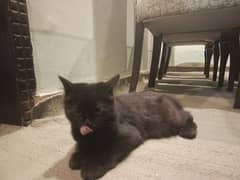 black Persian kitten 0