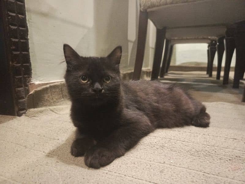 black Persian kitten 1