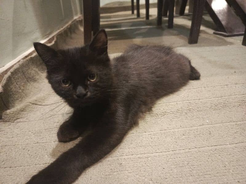 black Persian kitten 3