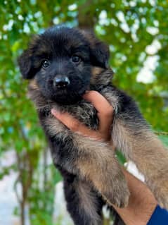 German shaferd puppies