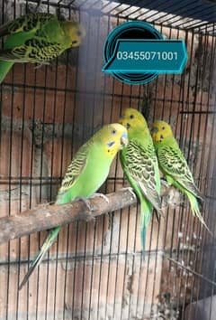 Budgies breeder males