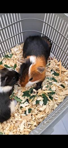 Cute Guinea Pigs(cavies]