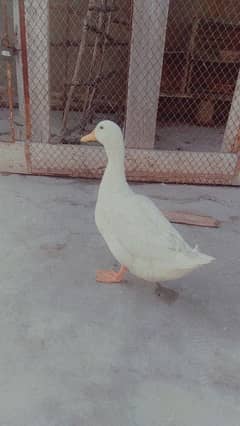 Male Duck Unique Breed