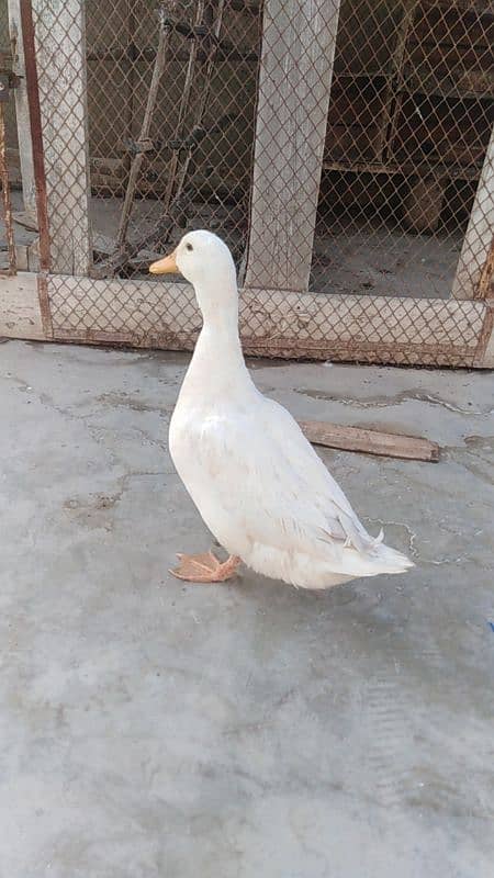 Female Duck 1