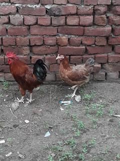 golden miser hen pair for sale