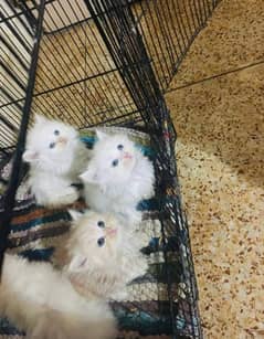 Persian triple coated kittens available for sale