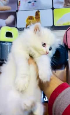 Persian cat for my WhatsApp number 03265390925 0