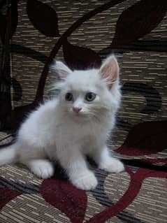 persion kitten's double coat age 3 month price only 5000 me 2 kitten's