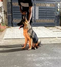 German Shepherd dog for sale WhatsApp number 03 47 59 40 62 9