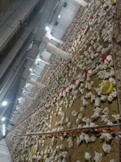 Broiler control shed (poultry farm)