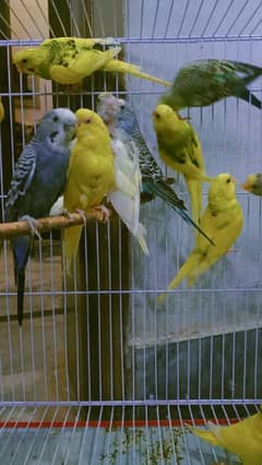 11 pair Australian parrot's available for sell 0