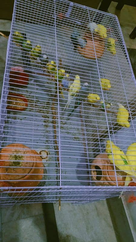 11 pair Australian parrot's available for sell 1