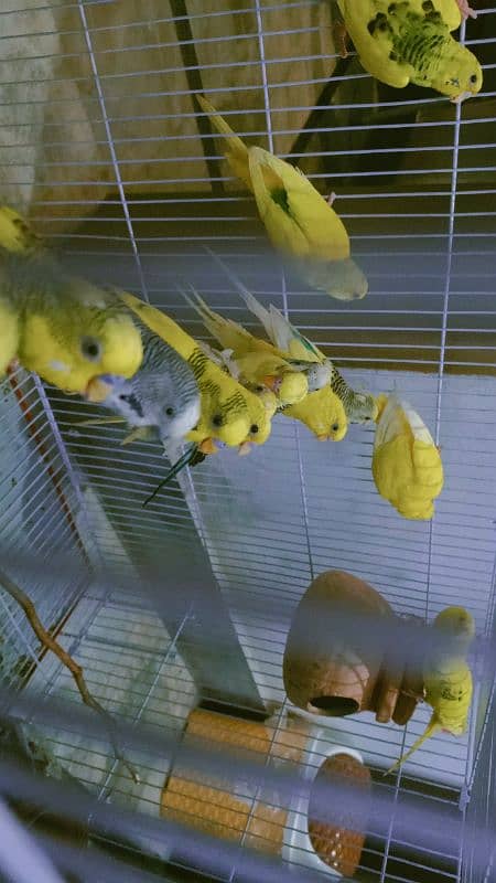 11 pair Australian parrot's available for sell 2