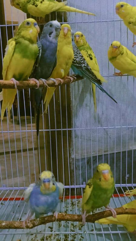 11 pair Australian parrot's available for sell 4