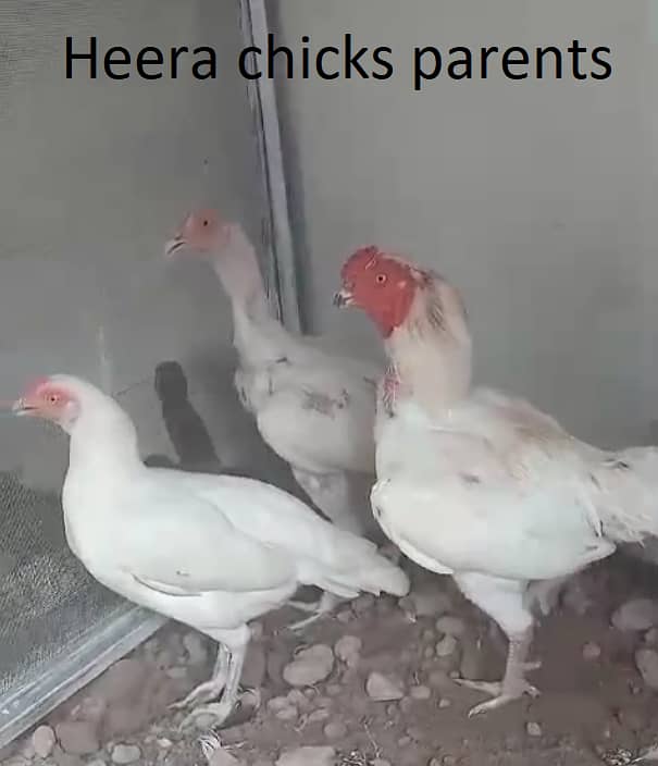 Mianwali Aseel lakha chicks & white heera chicks in white nok nali 2