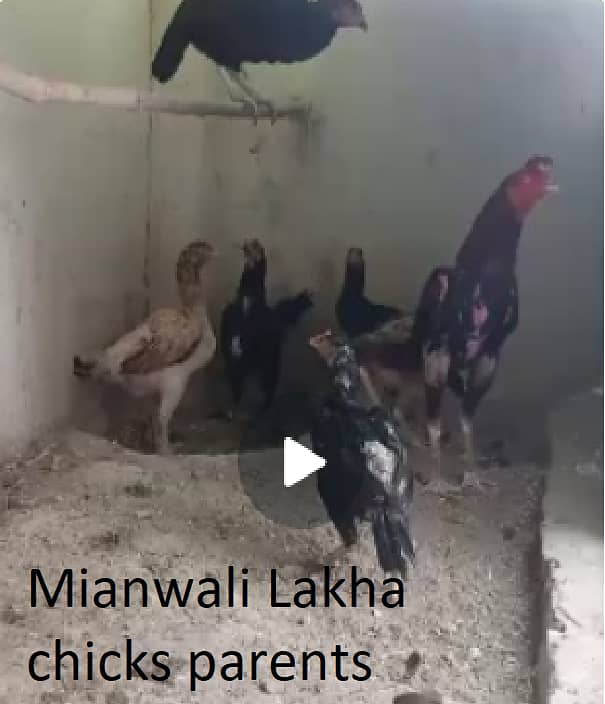 Mianwali Aseel lakha chicks & white heera chicks in white nok nali 3