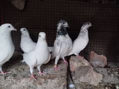 6 High Quality pigeons for Sale