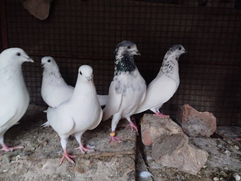 6 High Quality pigeons for Sale 0