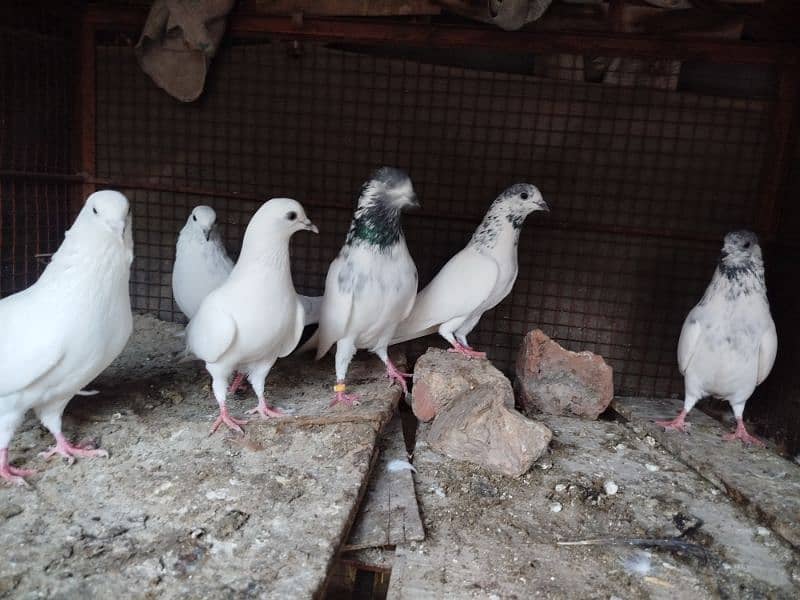 6 High Quality pigeons for Sale 1