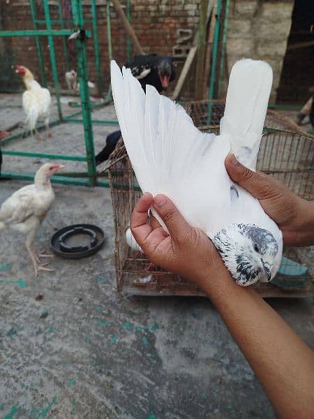 6 High Quality pigeons for Sale 9