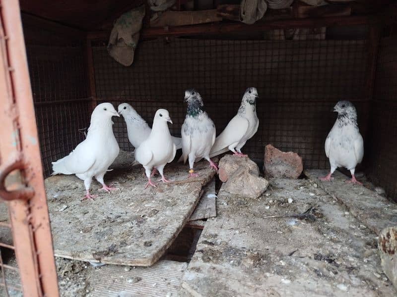 6 High Quality pigeons for Sale 10