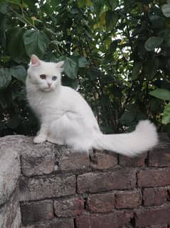 Persian cat