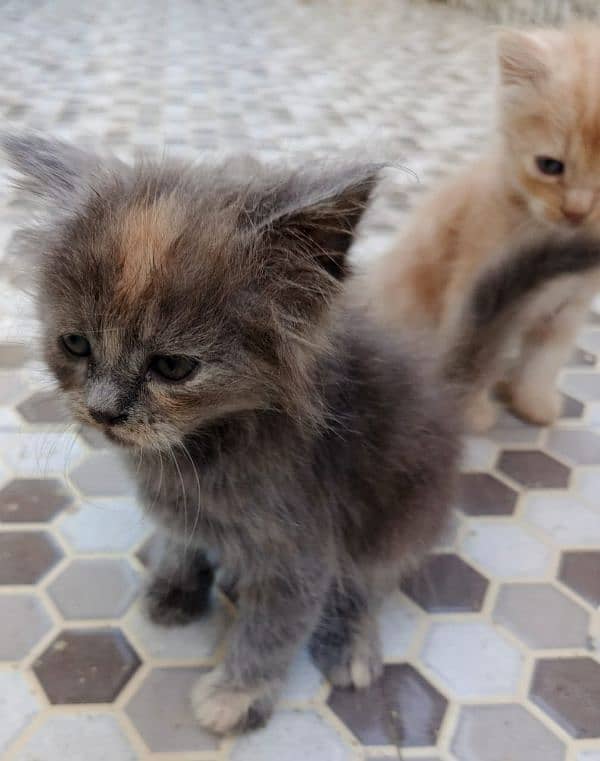 Persian kittens for sale 6