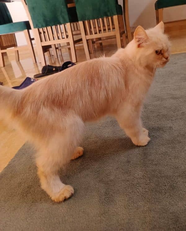 Persian kittens for sale 7