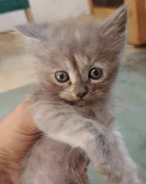 Persian kittens for sale 8